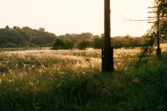 060_D119_wiese