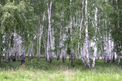 072_2008_Birkenwald