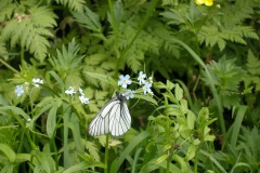 083_2022_Schmetterlingdetail