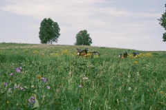 084_D175_Blumenwiese