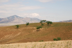 134_D290_steppe
