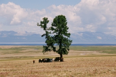 149_D324_choeffsgol_Baum