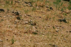 156_D334_suchbild