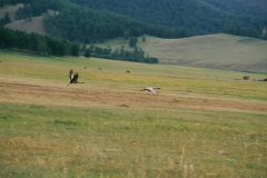 159_D340_kranich