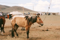 174_D378_nadamPferd