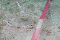 181_2200_Zeltfrosch1